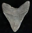 Wide Megalodon Tooth - South Carolina #12012-2